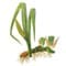 calamus