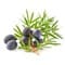 juniper